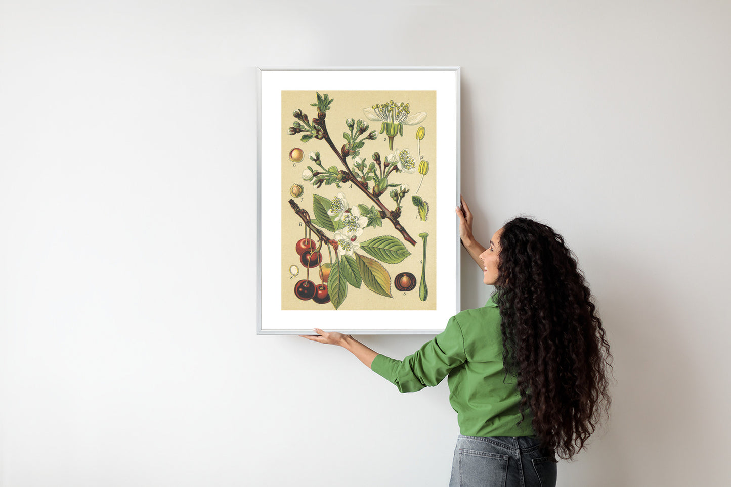 Poster Vintage Botanische Illustration Von Kirschblüten Rahmen Holz Mit Passepartout Farbe Natürlich