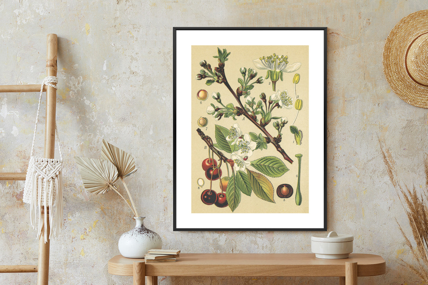 Poster Vintage Botanische Illustration Von Kirschblüten Rahmen Holz Mit Passepartout Farbe Natürlich