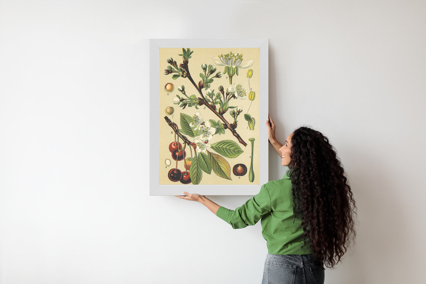 Poster Vintage Botanische Illustration Von Kirschblüten Rahmen Holz Mit Passepartout Farbe Natürlich