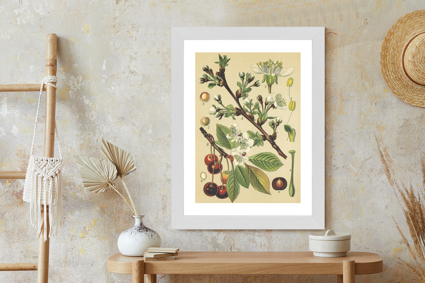 Poster Vintage Botanische Illustration Von Kirschblüten Rahmen Holz Mit Passepartout Farbe Natürlich