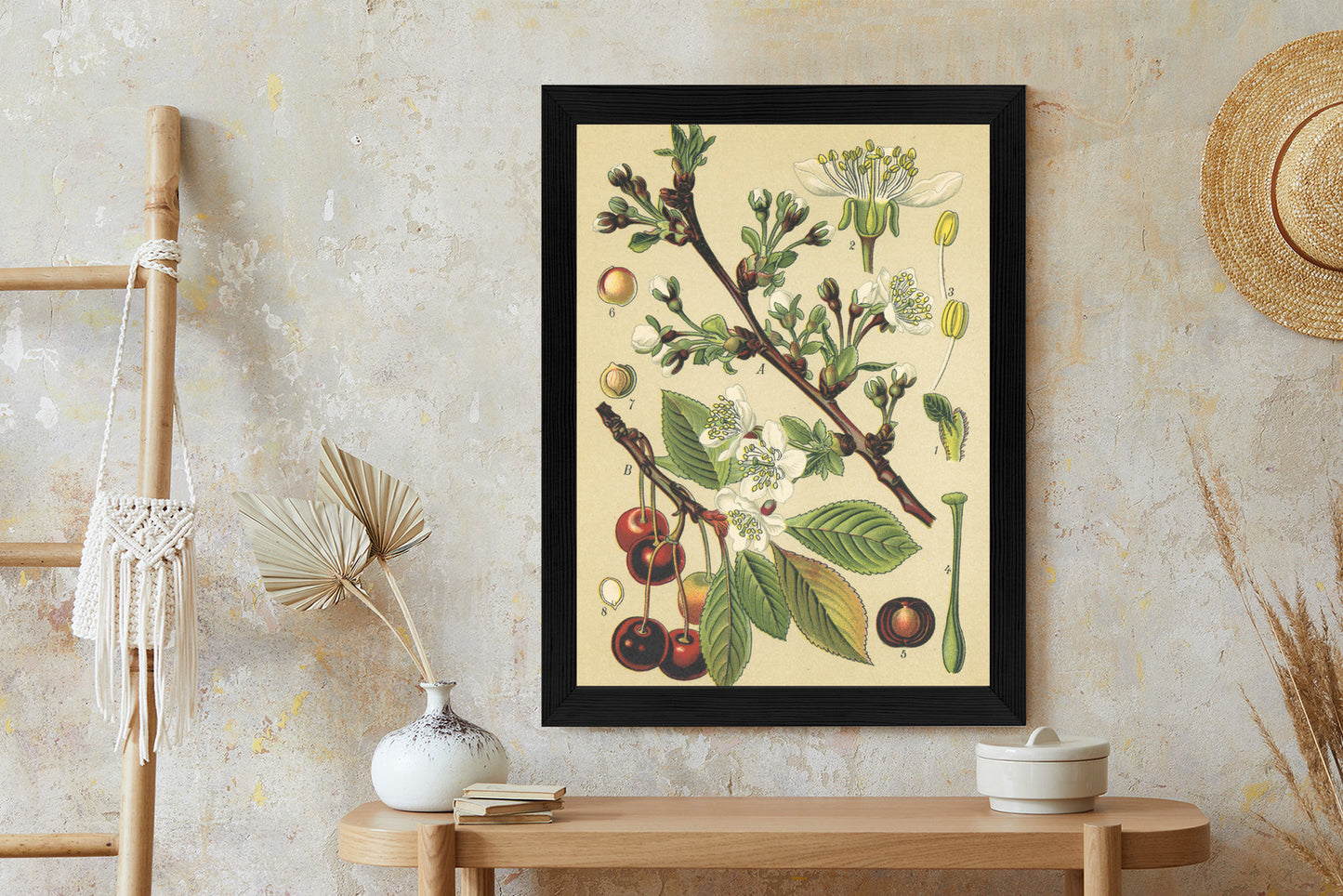 Poster Vintage Botanische Illustration Von Kirschblüten Rahmen Holz Mit Passepartout Farbe Natürlich