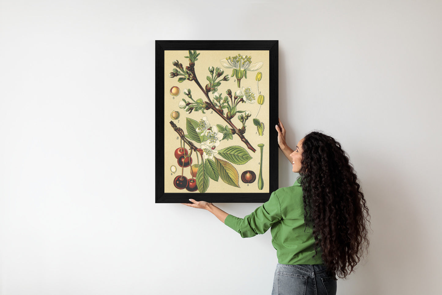 Poster Vintage Botanische Illustration Von Kirschblüten Rahmen Holz Mit Passepartout Farbe Natürlich