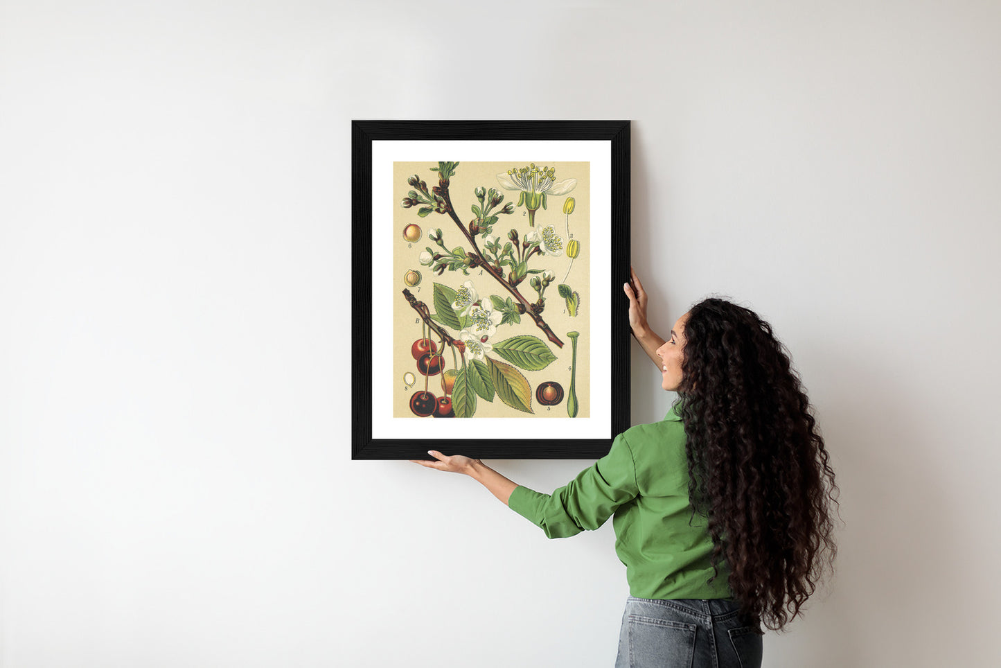Poster Vintage Botanische Illustration Von Kirschblüten Rahmen Holz Mit Passepartout Farbe Natürlich