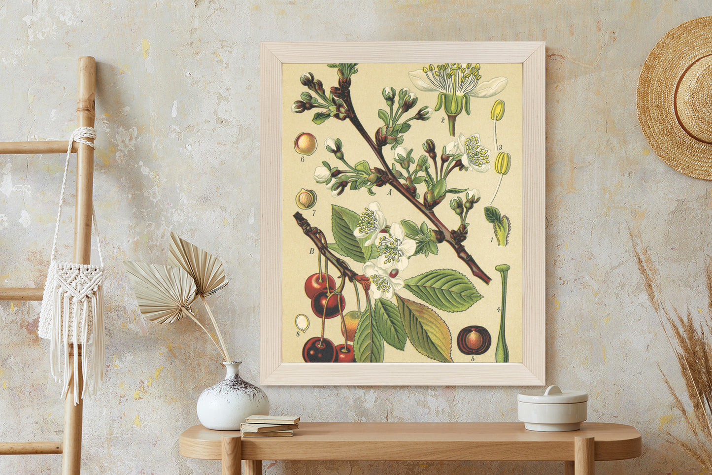 Poster Vintage Botanische Illustration Von Kirschblüten Rahmen Holz Mit Passepartout Farbe Natürlich