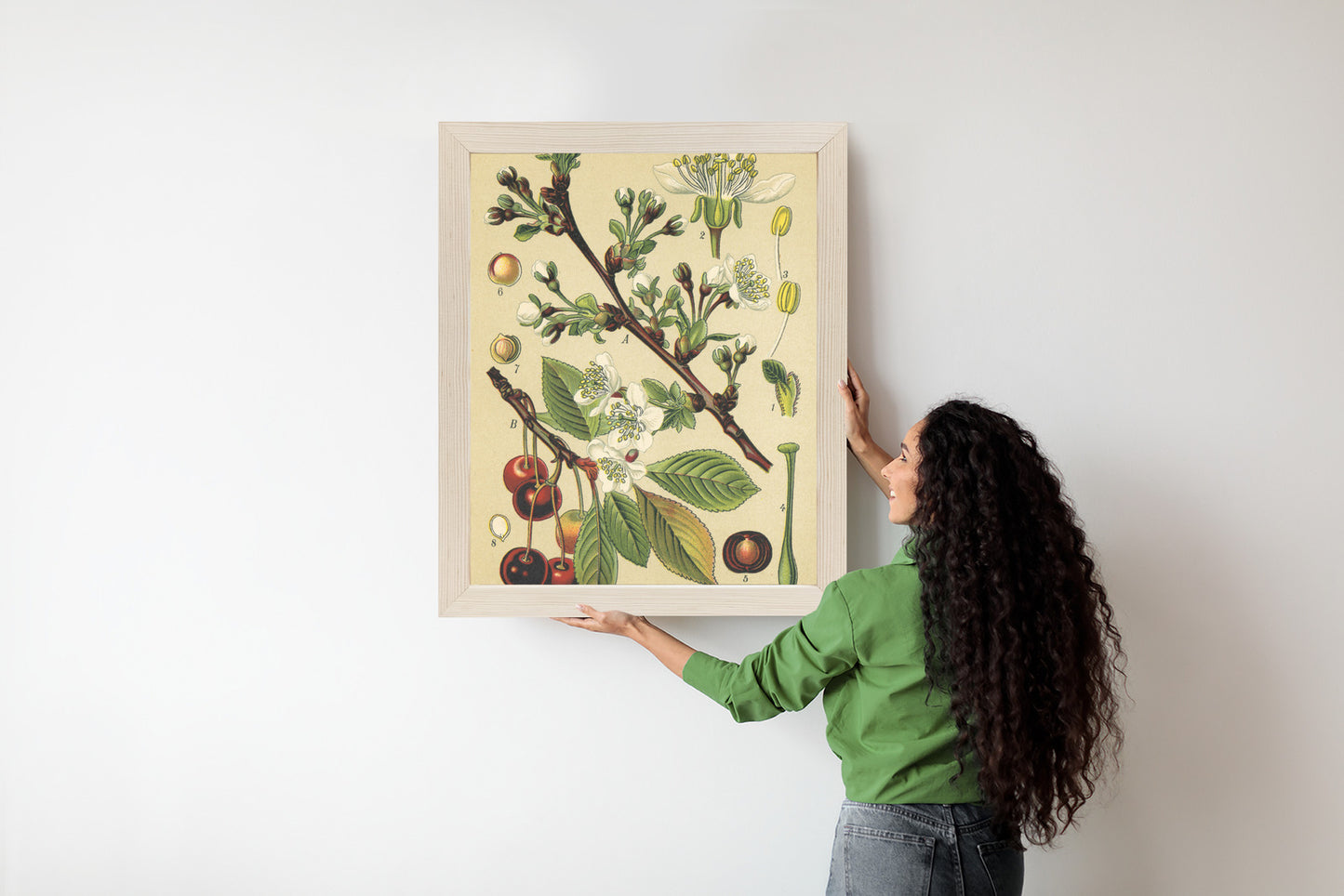 Poster Vintage Botanische Illustration Von Kirschblüten Rahmen Holz Mit Passepartout Farbe Natürlich