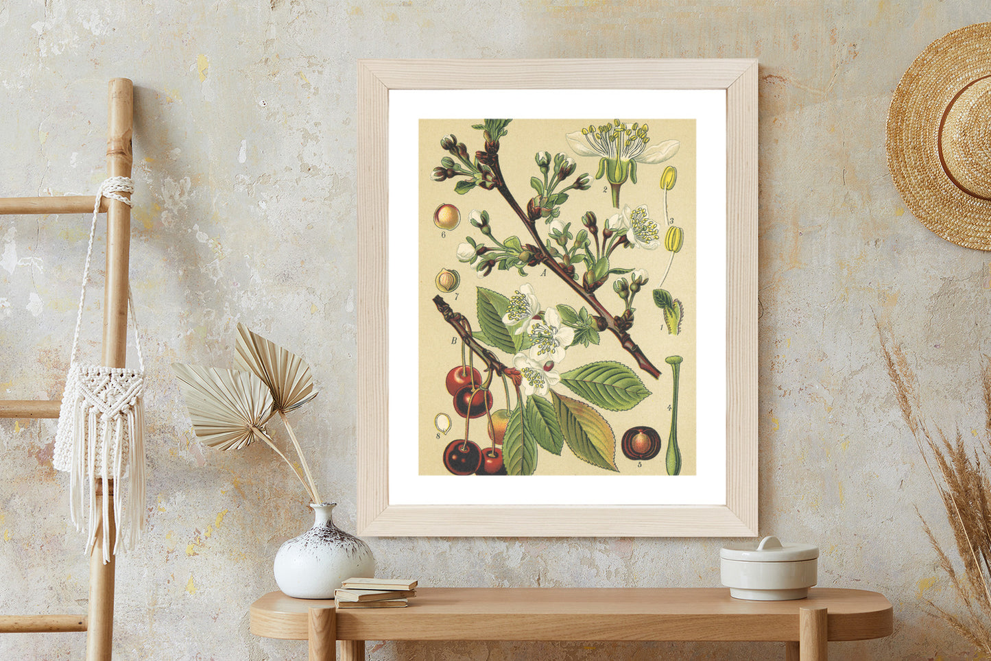 Poster Vintage Botanische Illustration Von Kirschblüten Rahmen Holz Mit Passepartout Farbe Natürlich