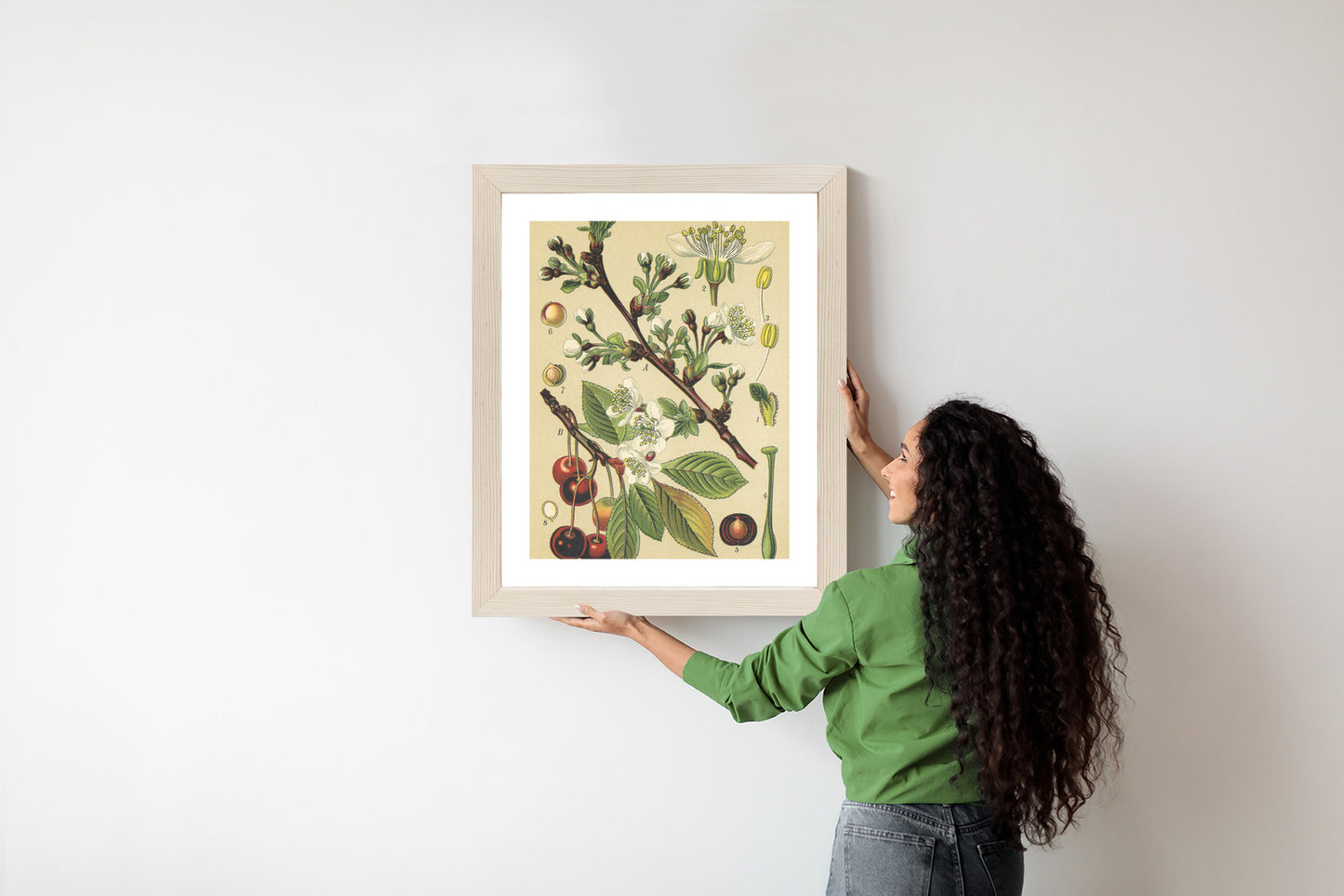 Poster Vintage Botanische Illustration Von Kirschblüten Rahmen Holz Mit Passepartout Farbe Natürlich
