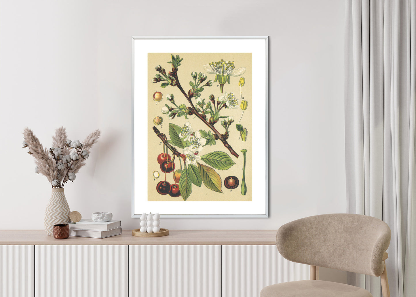 Poster Vintage Botanische Illustration Von Kirschblüten Rahmen Holz Mit Passepartout Farbe Natürlich