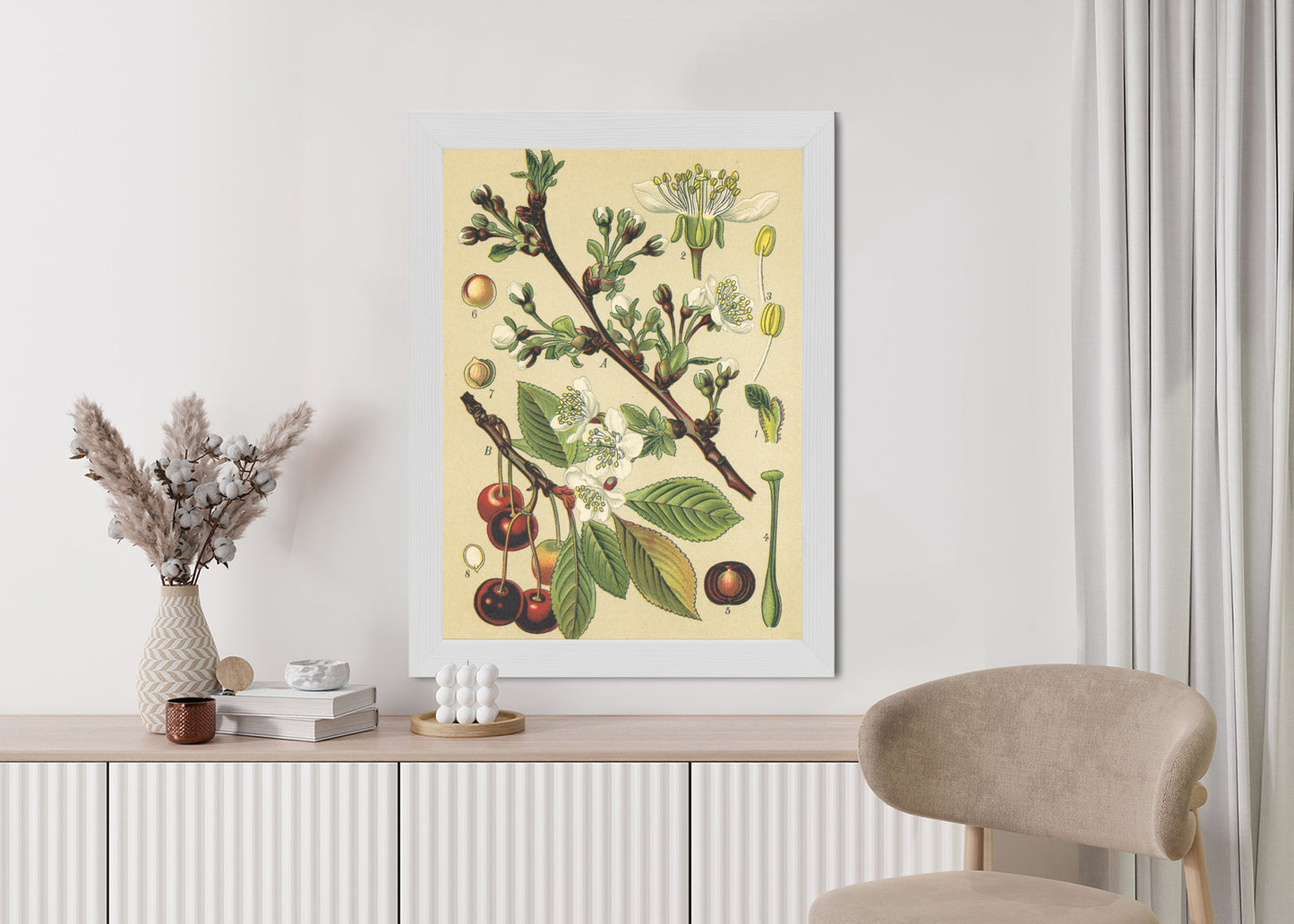 Poster Vintage Botanische Illustration Von Kirschblüten Rahmen Holz Mit Passepartout Farbe Natürlich