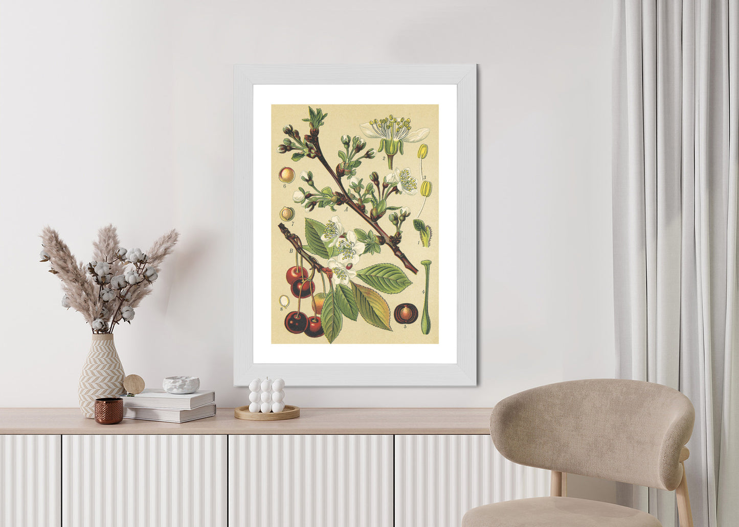Poster Vintage Botanische Illustration Von Kirschblüten Rahmen Holz Mit Passepartout Farbe Natürlich