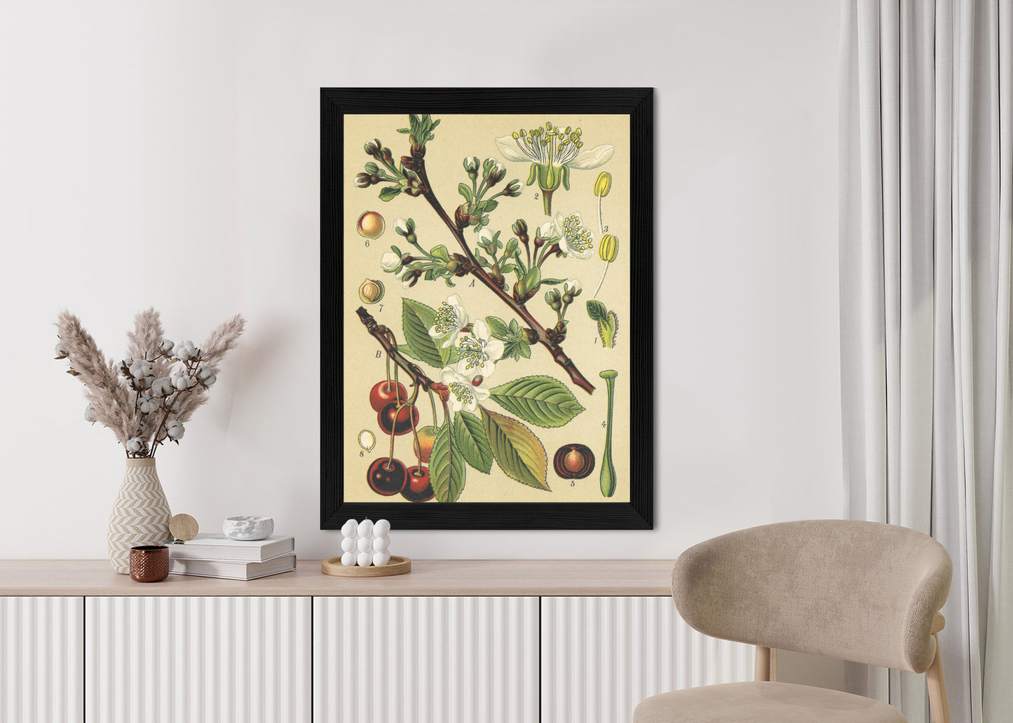 Poster Vintage Botanische Illustration Von Kirschblüten Rahmen Holz Mit Passepartout Farbe Natürlich