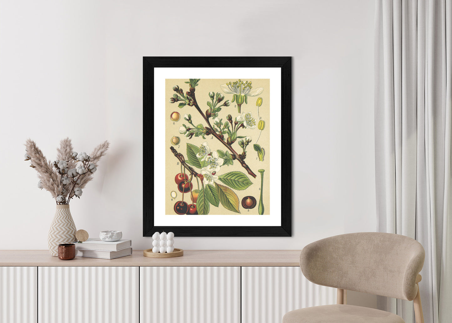 Poster Vintage Botanische Illustration Von Kirschblüten Rahmen Holz Mit Passepartout Farbe Natürlich