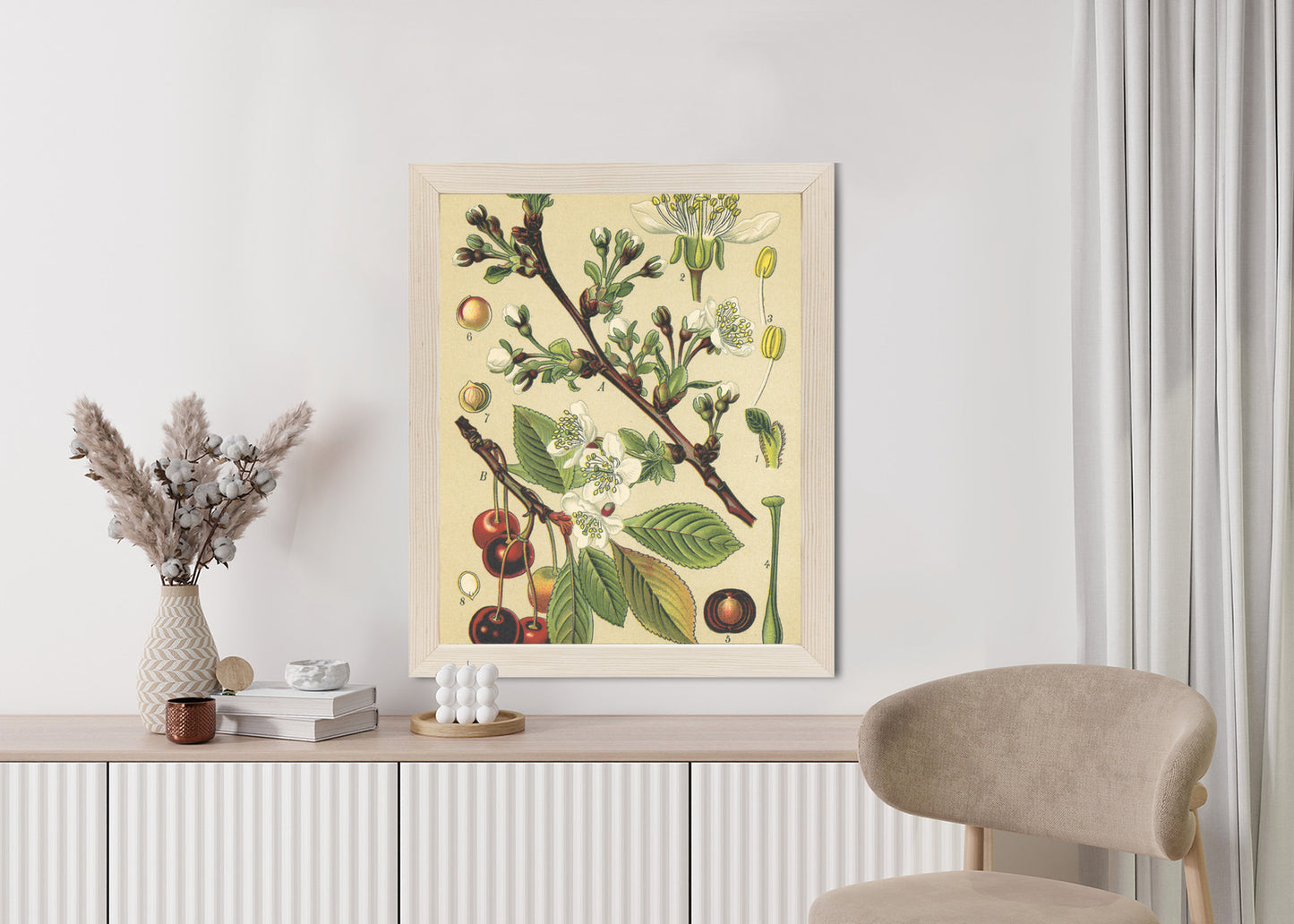 Poster Vintage Botanische Illustration Von Kirschblüten Rahmen Holz Mit Passepartout Farbe Natürlich