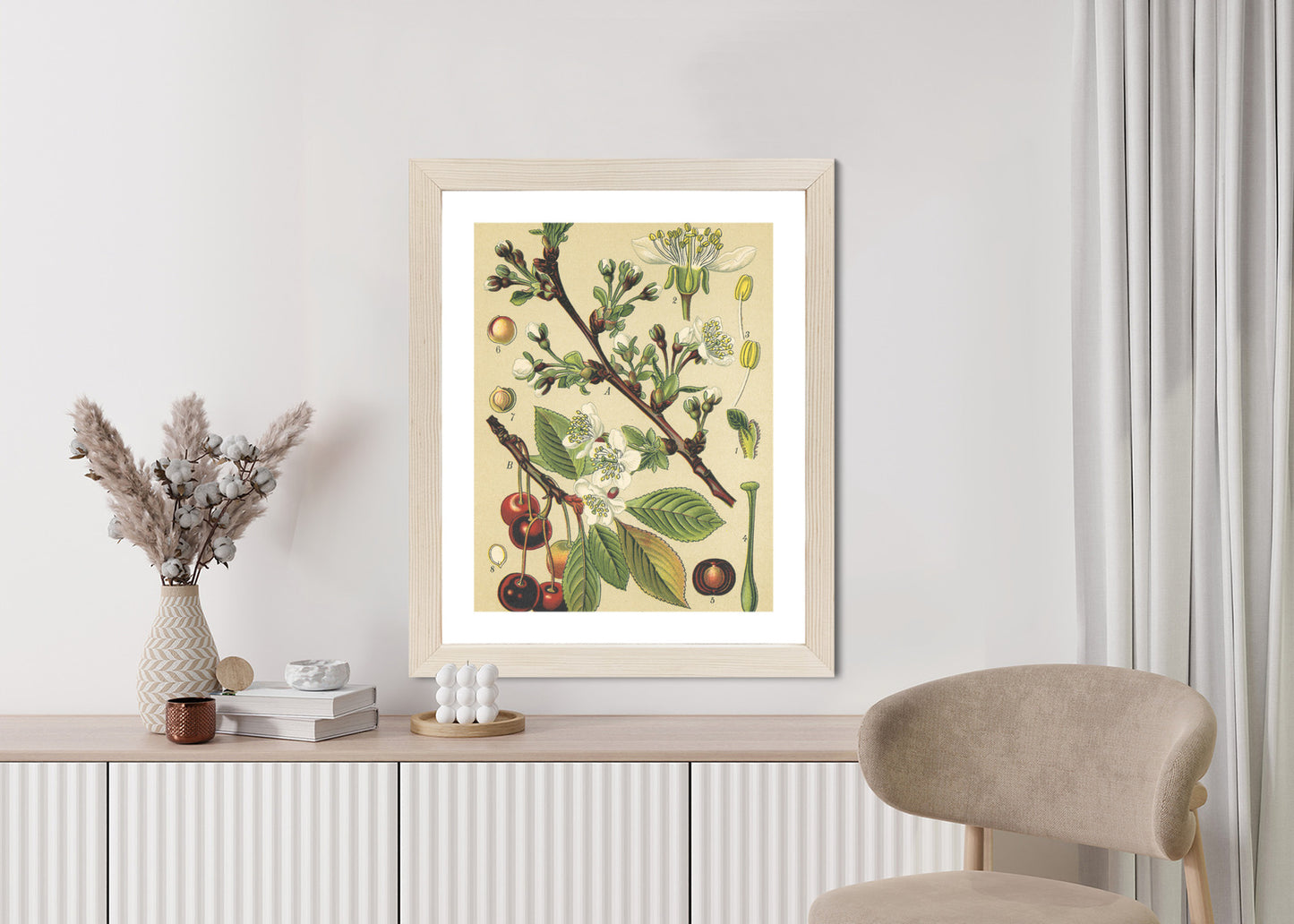 Poster Vintage Botanische Illustration Von Kirschblüten Rahmen Holz Mit Passepartout Farbe Natürlich