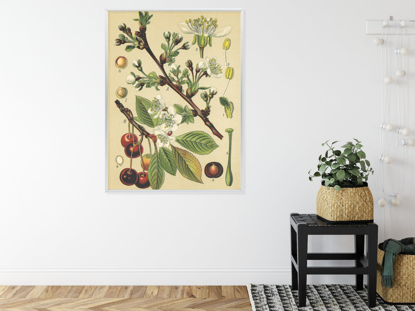 Poster Vintage Botanische Illustration Von Kirschblüten Rahmen Holz Mit Passepartout Farbe Natürlich