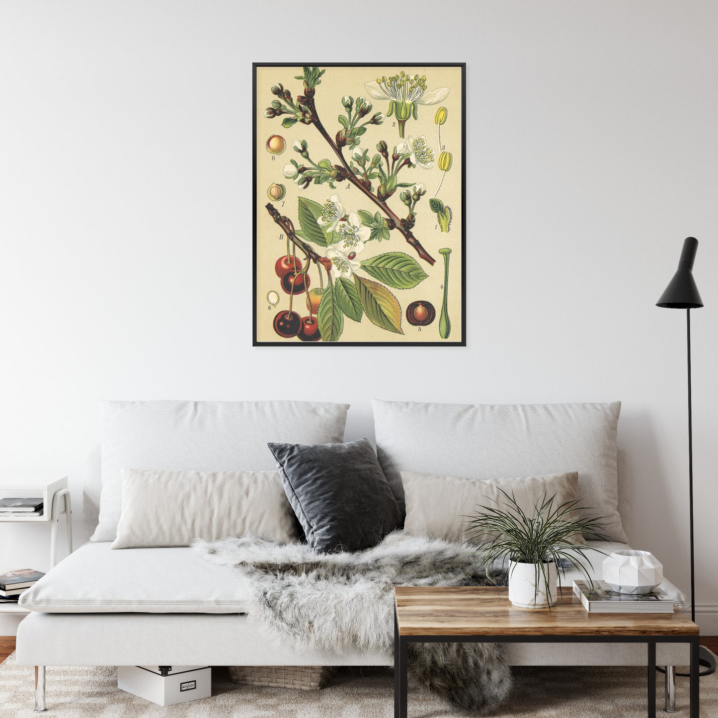 Poster Vintage Botanische Illustration Von Kirschblüten Rahmen Holz Mit Passepartout Farbe Natürlich