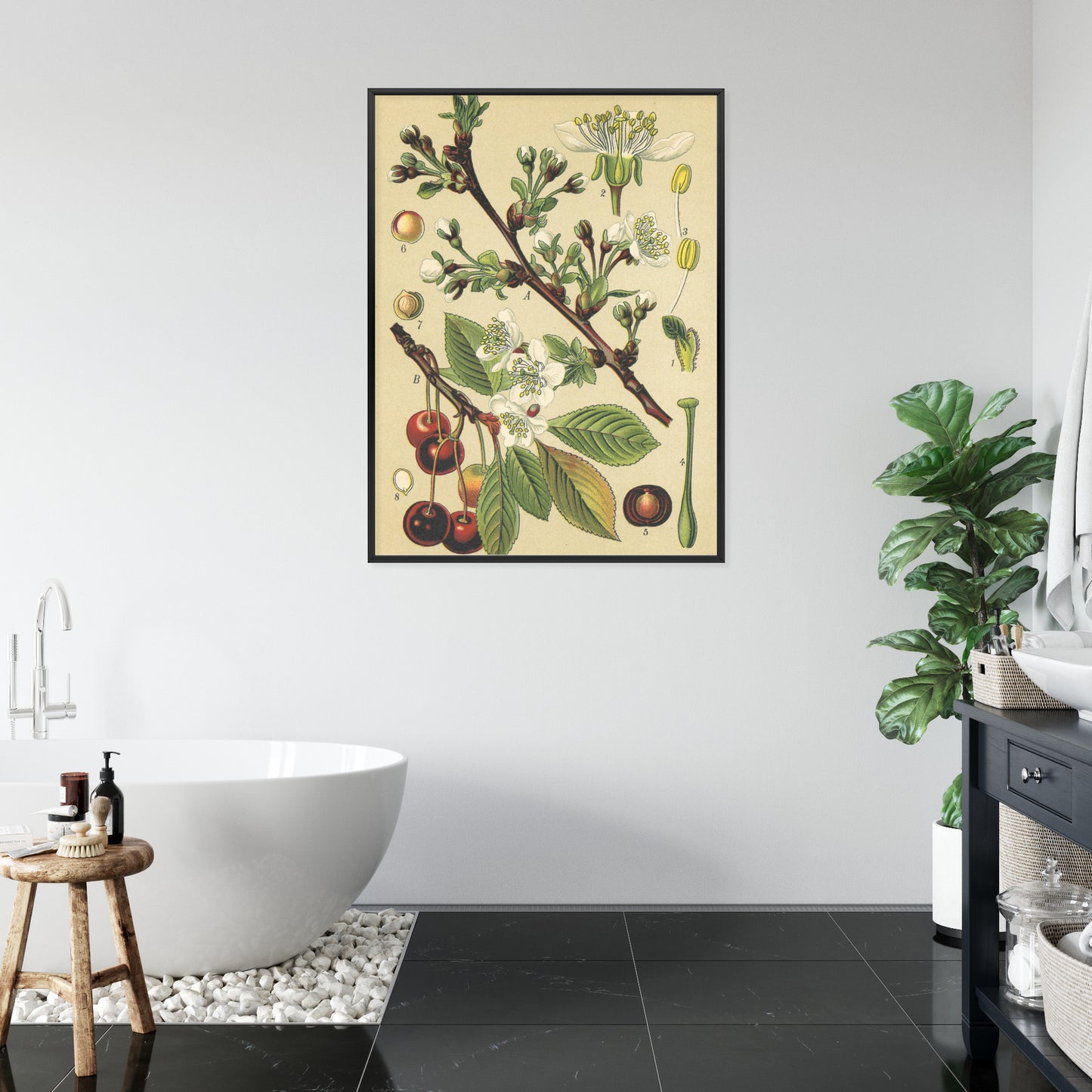 Poster Vintage Botanische Illustration Von Kirschblüten Rahmen Holz Mit Passepartout Farbe Natürlich