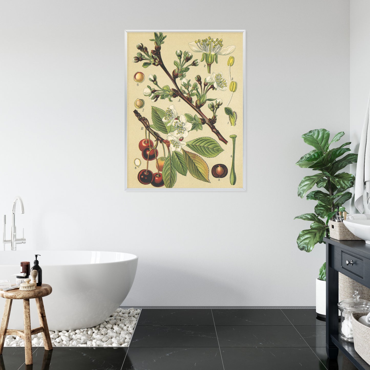 Poster Vintage Botanische Illustration Von Kirschblüten Rahmen Holz Mit Passepartout Farbe Natürlich
