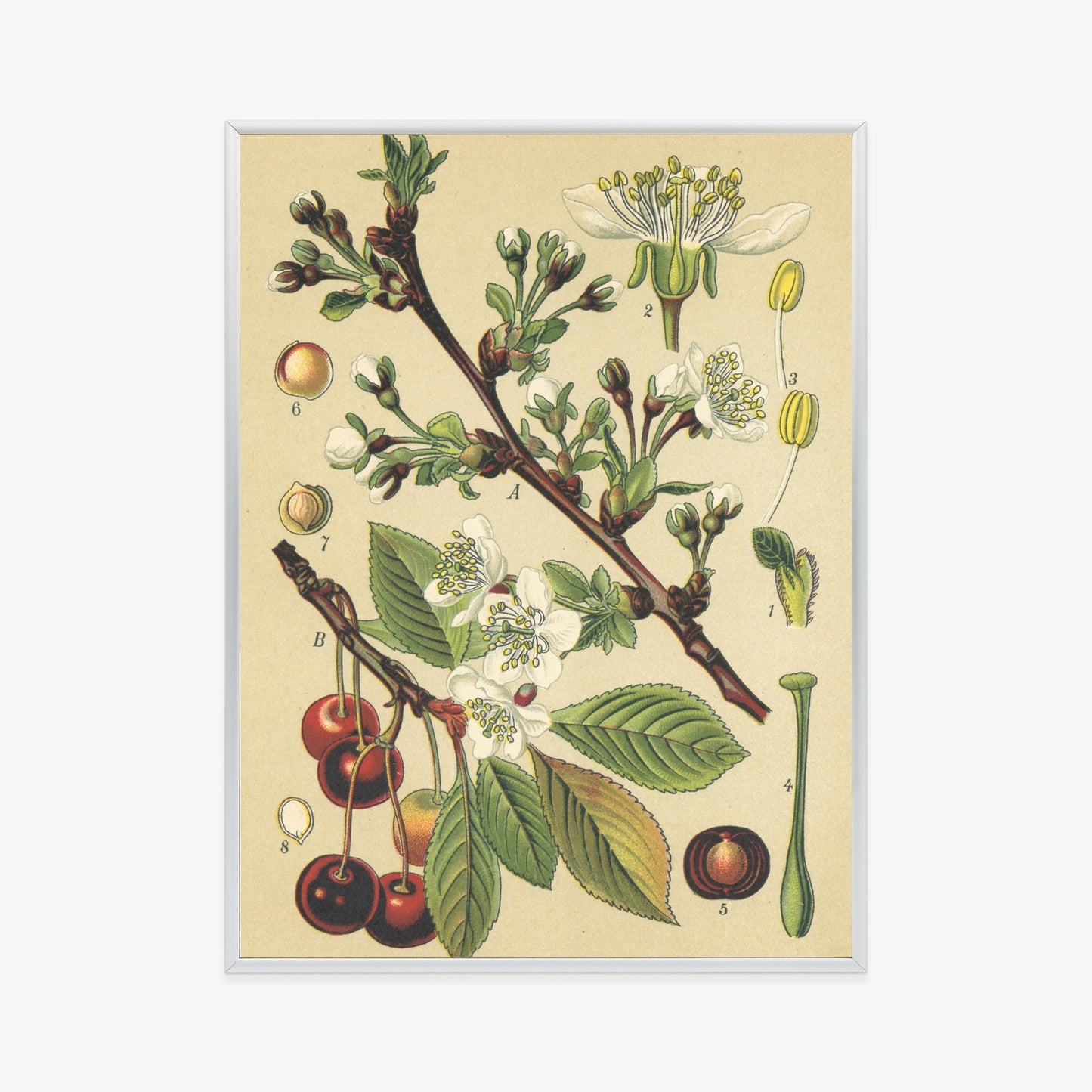 Poster Vintage Botanische Illustration Von Kirschblüten Rahmen Holz Mit Passepartout Farbe Natürlich