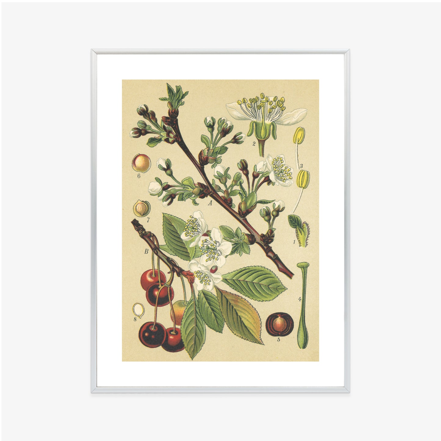 Poster Vintage Botanische Illustration Von Kirschblüten Rahmen Holz Mit Passepartout Farbe Natürlich