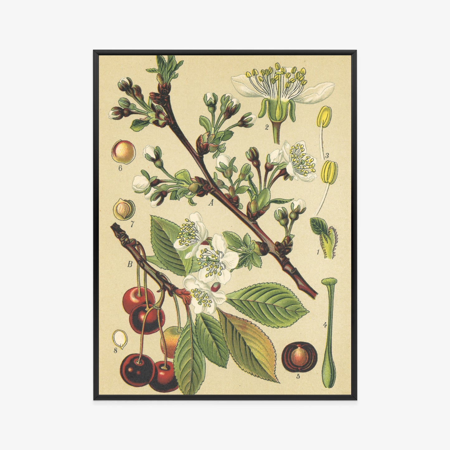 Poster Vintage Botanische Illustration Von Kirschblüten Rahmen Holz Mit Passepartout Farbe Natürlich