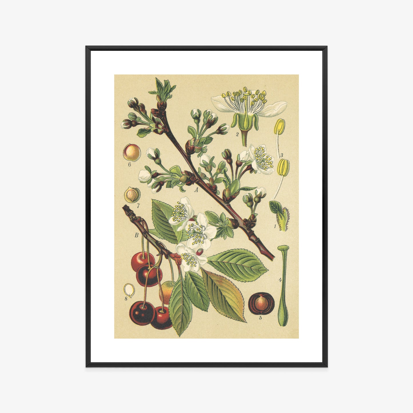 Poster Vintage Botanische Illustration Von Kirschblüten Rahmen Holz Mit Passepartout Farbe Natürlich