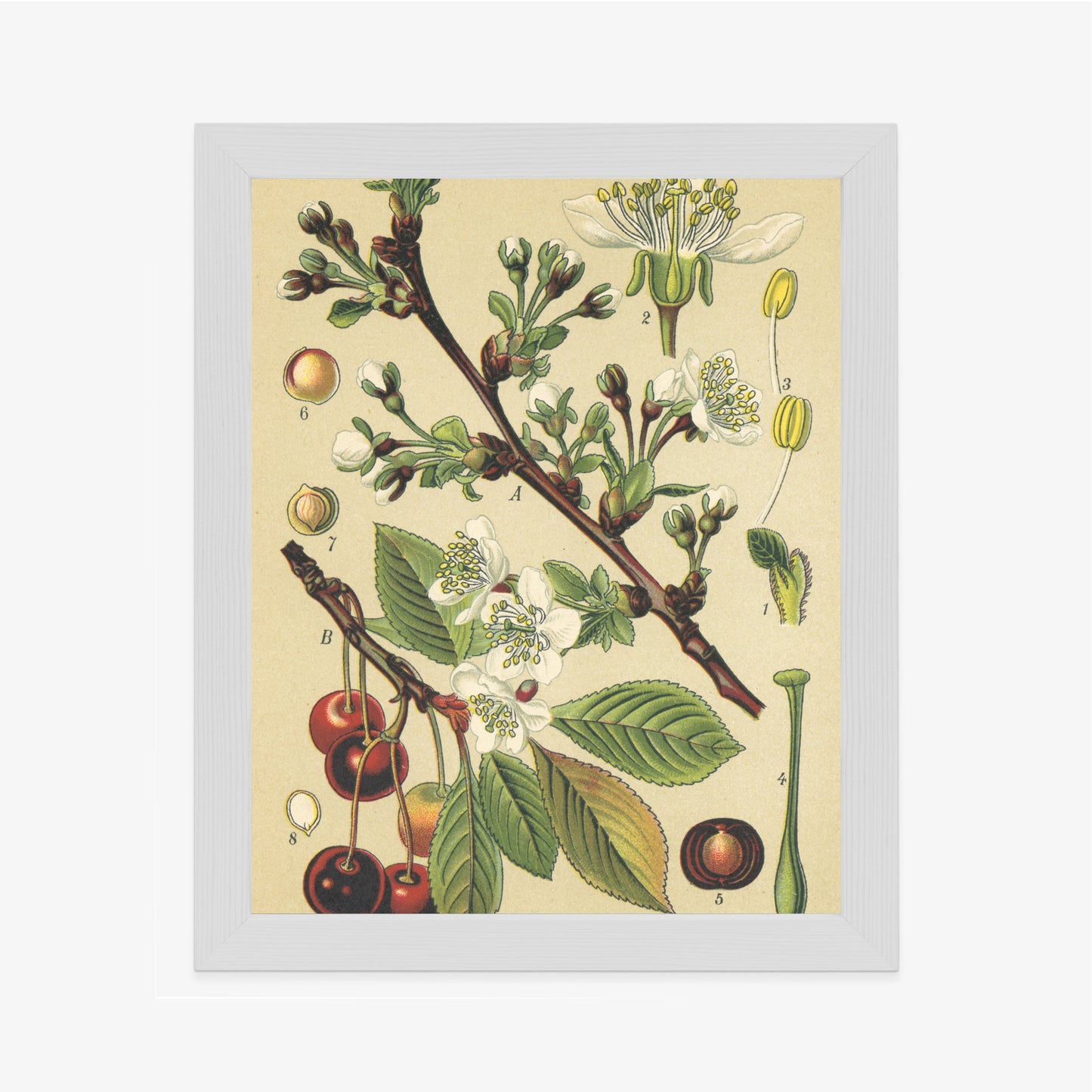 Poster Vintage Botanische Illustration Von Kirschblüten Rahmen Holz Mit Passepartout Farbe Natürlich