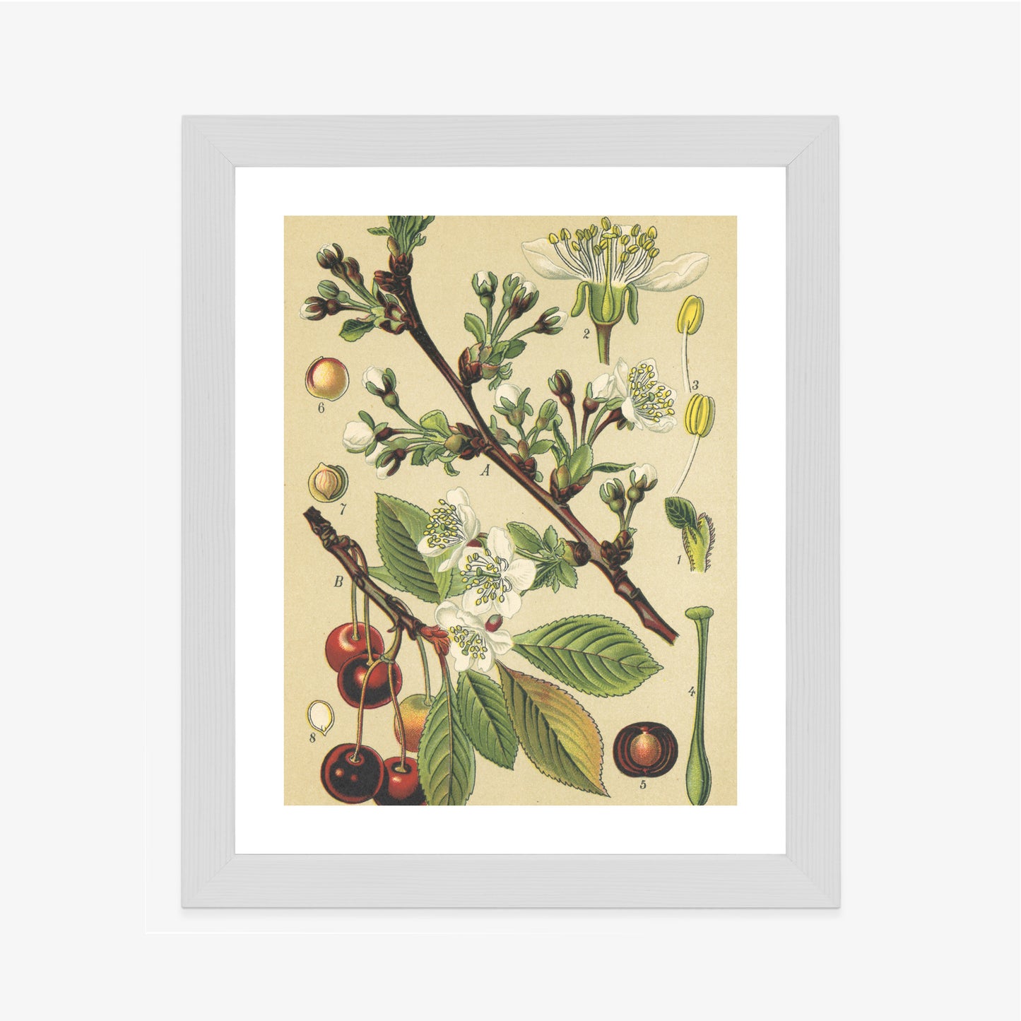 Poster Vintage Botanische Illustration Von Kirschblüten Rahmen Holz Mit Passepartout Farbe Natürlich