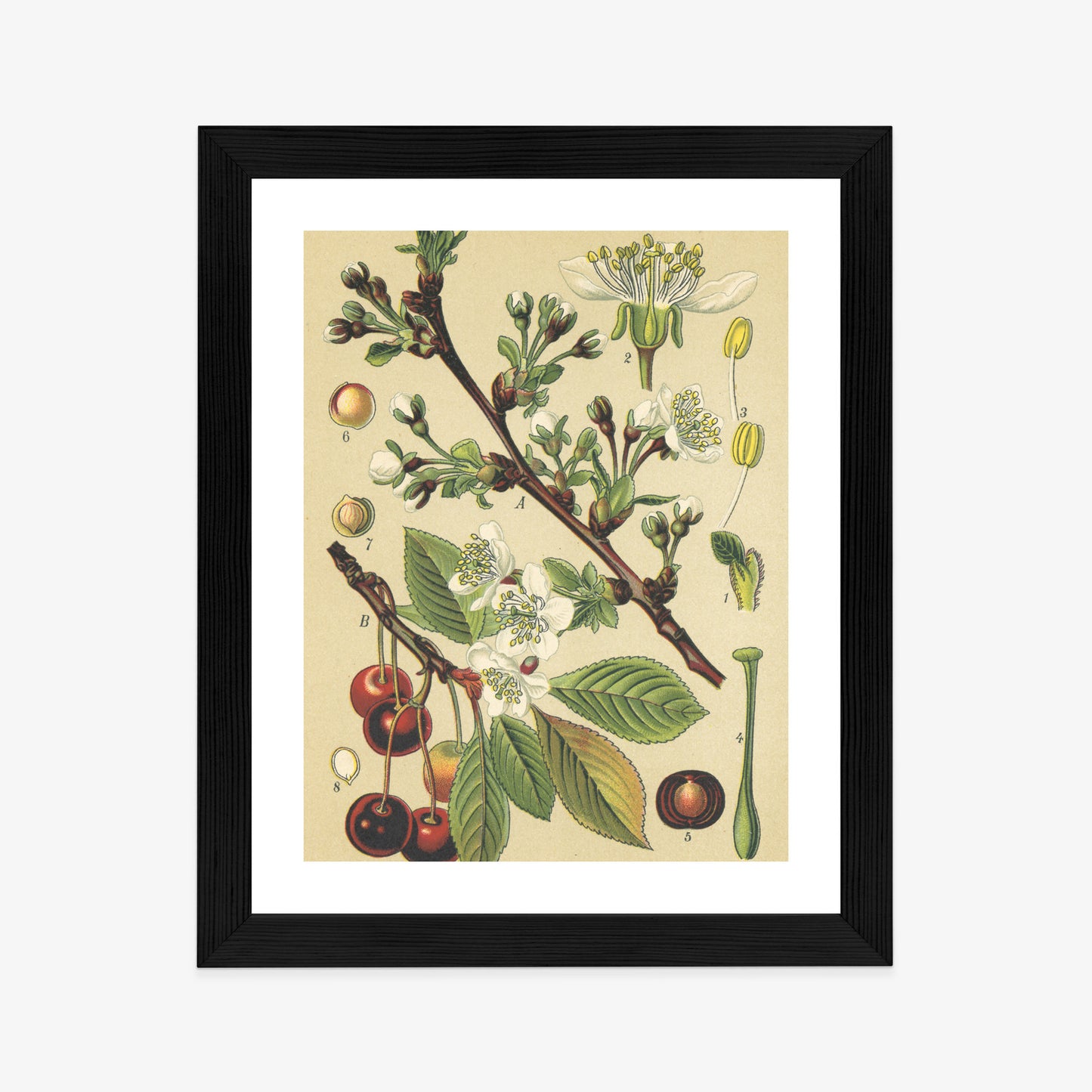 Poster Vintage Botanische Illustration Von Kirschblüten Rahmen Holz Mit Passepartout Farbe Natürlich