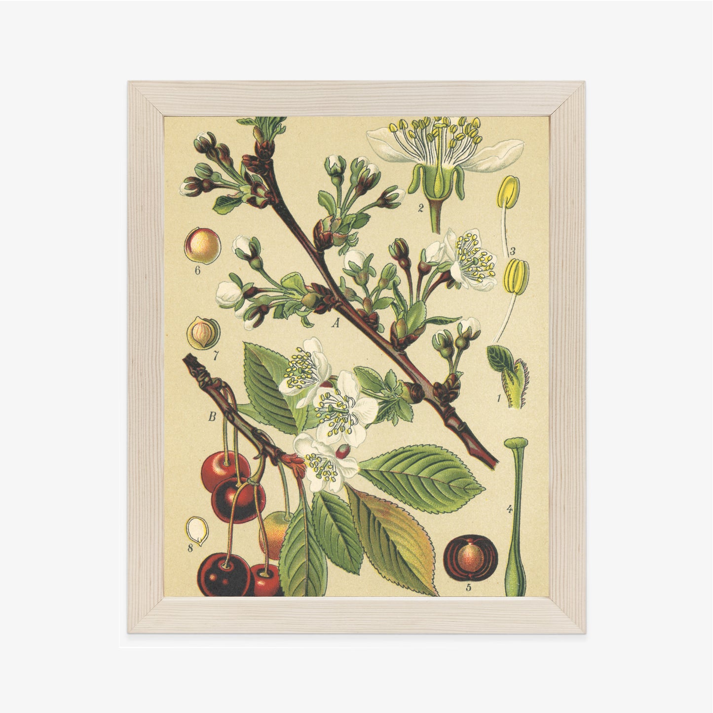 Poster Vintage Botanische Illustration Von Kirschblüten Rahmen Holz Mit Passepartout Farbe Natürlich