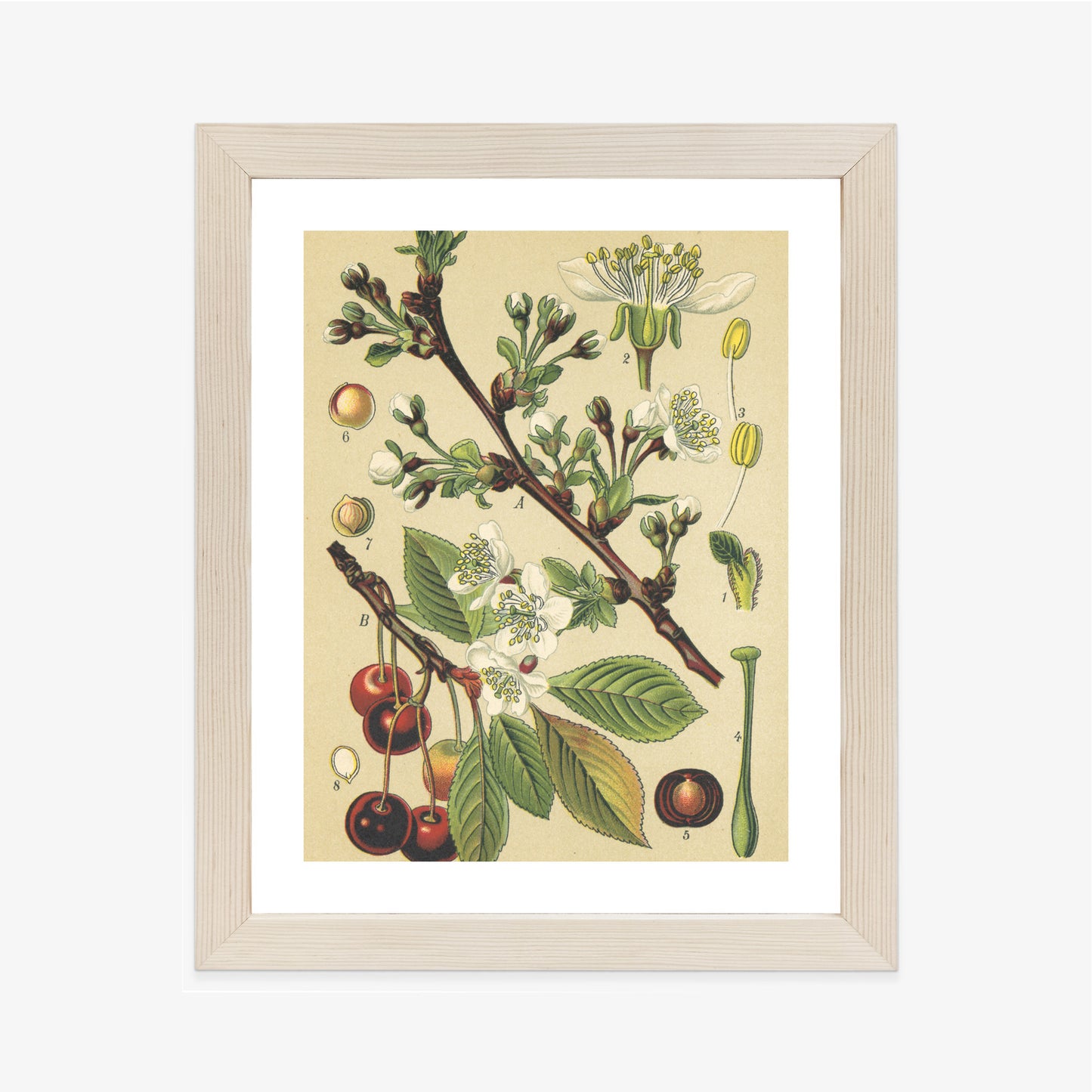 Poster Vintage Botanische Illustration Von Kirschblüten Rahmen Holz Mit Passepartout Farbe Natürlich