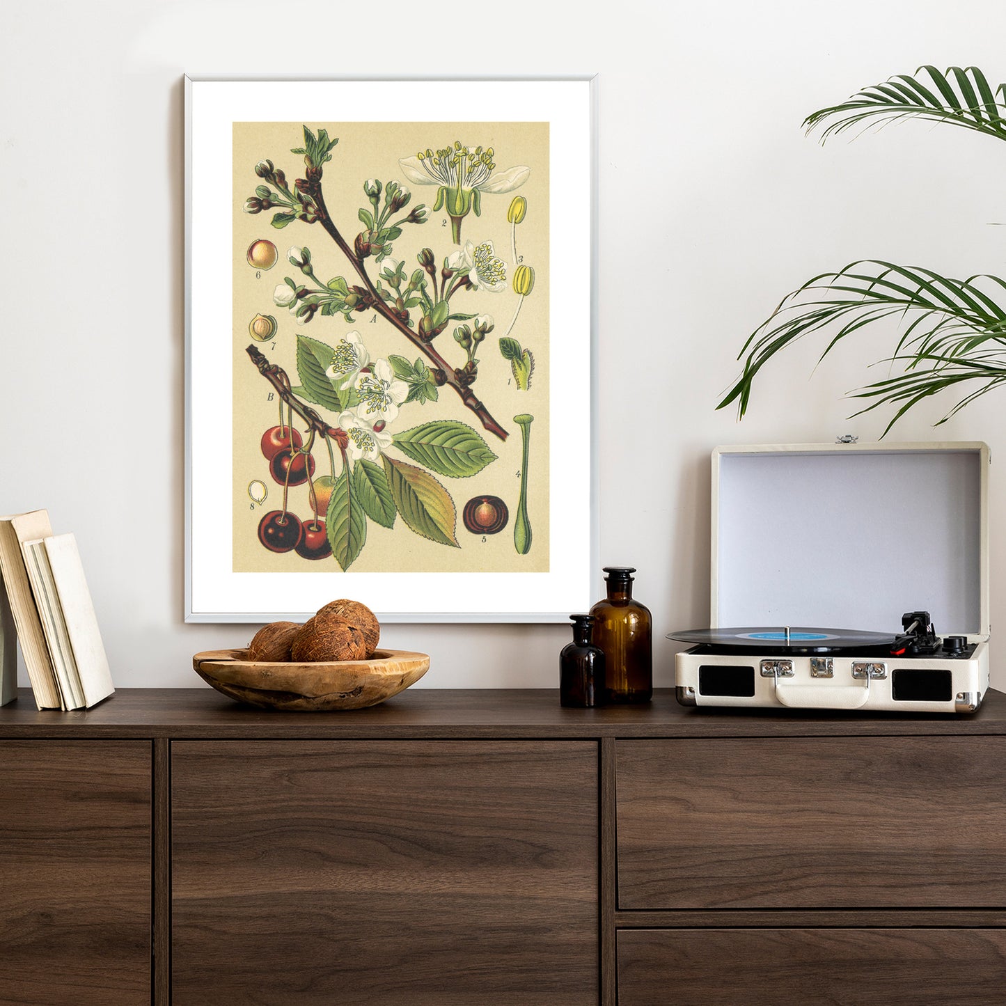 Poster Vintage Botanische Illustration Von Kirschblüten Rahmen Holz Mit Passepartout Farbe Natürlich