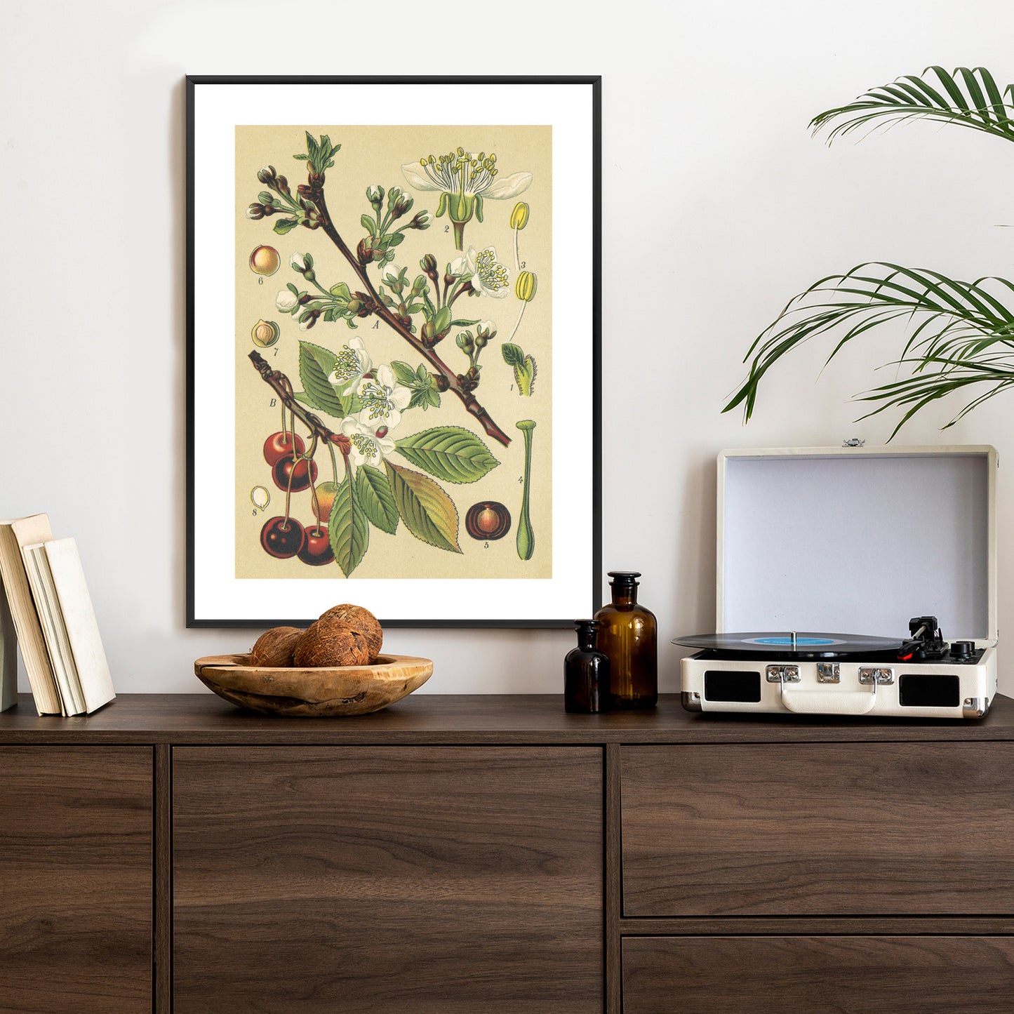 Poster Vintage Botanische Illustration Von Kirschblüten Rahmen Holz Mit Passepartout Farbe Natürlich