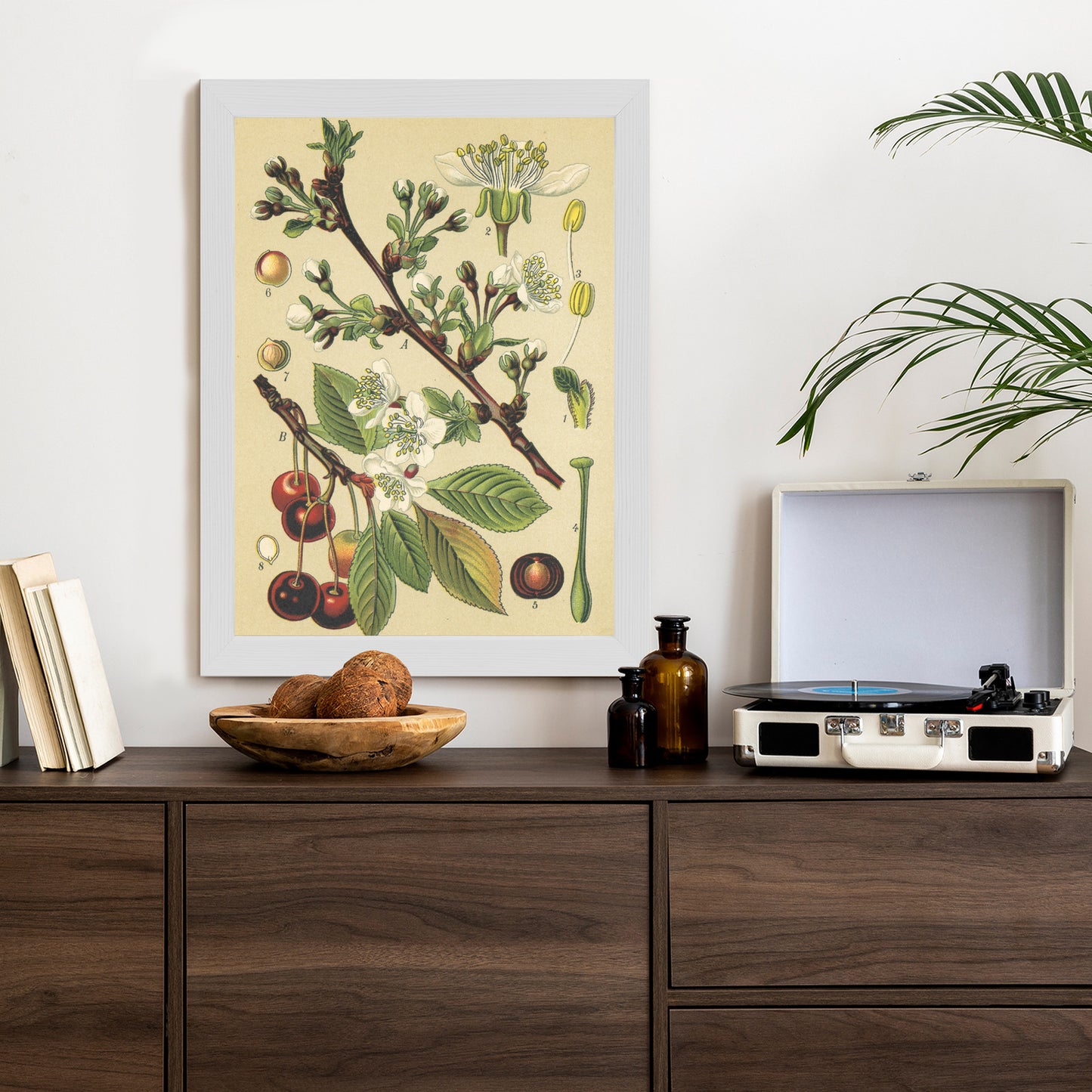 Poster Vintage Botanische Illustration Von Kirschblüten Rahmen Holz Mit Passepartout Farbe Natürlich