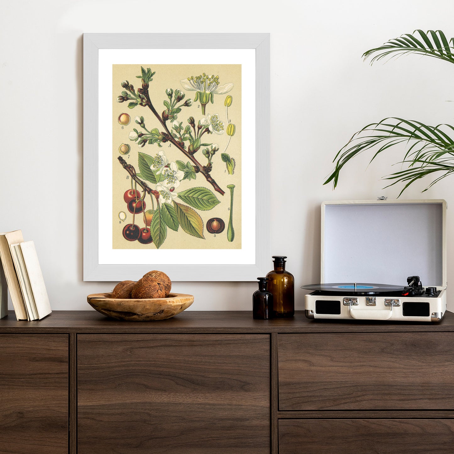 Poster Vintage Botanische Illustration Von Kirschblüten Rahmen Holz Mit Passepartout Farbe Natürlich
