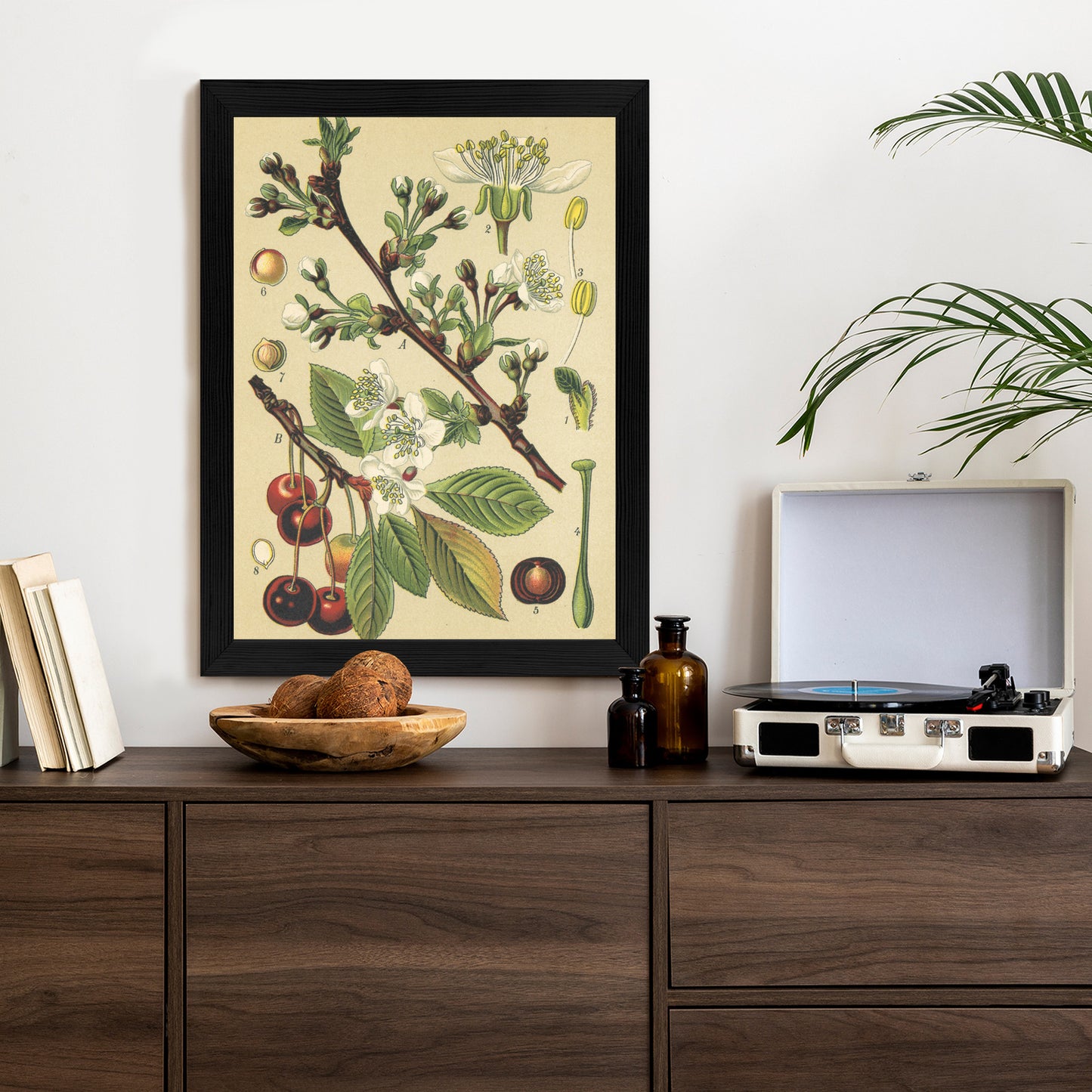 Poster Vintage Botanische Illustration Von Kirschblüten Rahmen Holz Mit Passepartout Farbe Natürlich