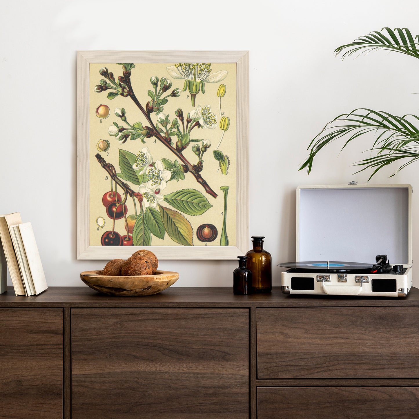 Poster Vintage Botanische Illustration Von Kirschblüten Rahmen Holz Mit Passepartout Farbe Natürlich