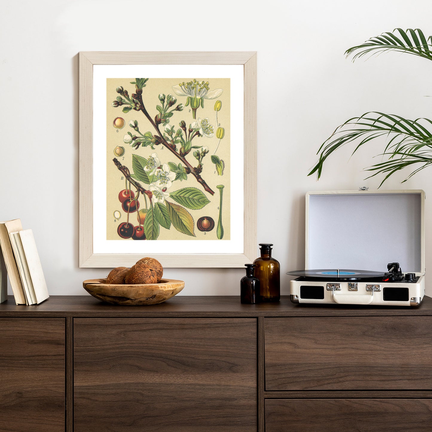 Poster Vintage Botanische Illustration Von Kirschblüten Rahmen Holz Mit Passepartout Farbe Natürlich