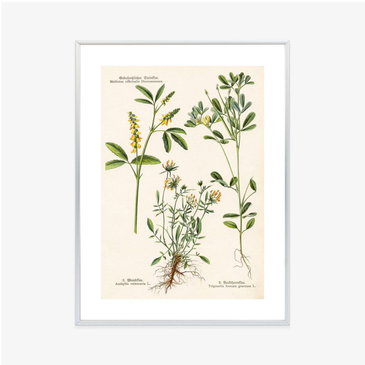 Poster Verschiedene Botanische Pflanzen Rahmen Holz Mit Passepartout Farbe Natürlich