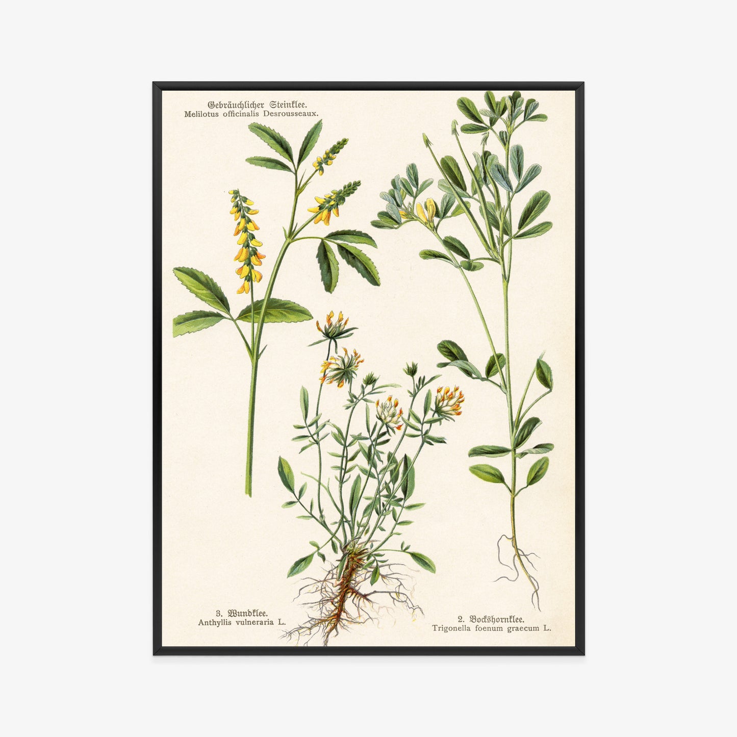 Poster Verschiedene Botanische Pflanzen Rahmen Holz Mit Passepartout Farbe Natürlich