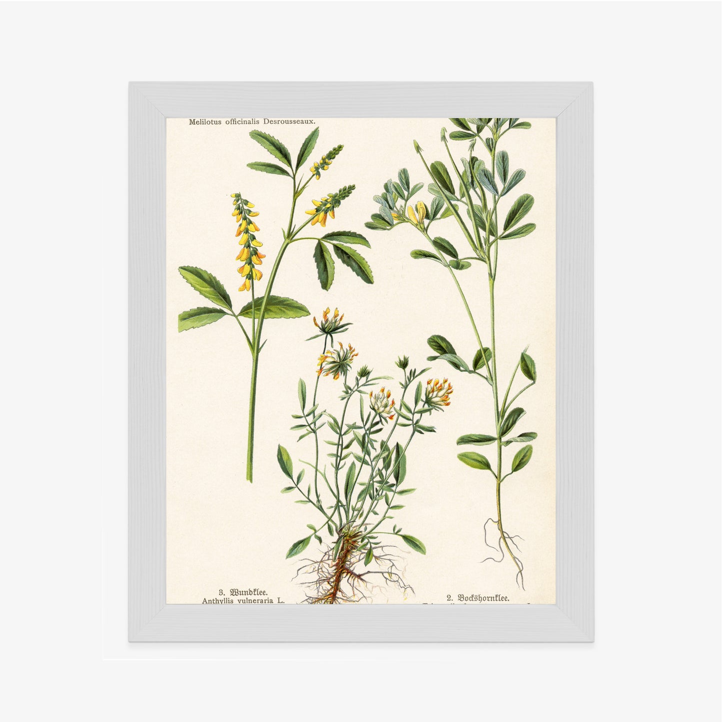 Poster Verschiedene Botanische Pflanzen Rahmen Holz Mit Passepartout Farbe Natürlich