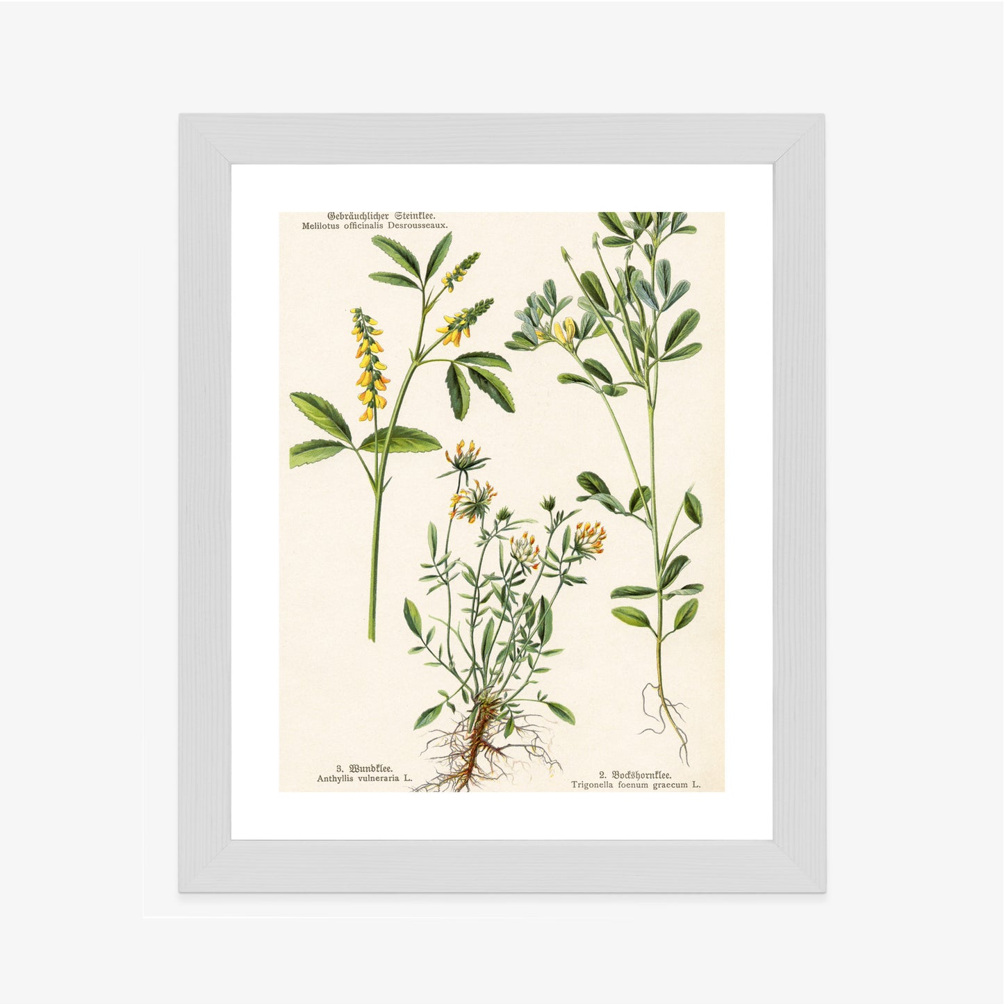 Poster Verschiedene Botanische Pflanzen Rahmen Holz Mit Passepartout Farbe Natürlich