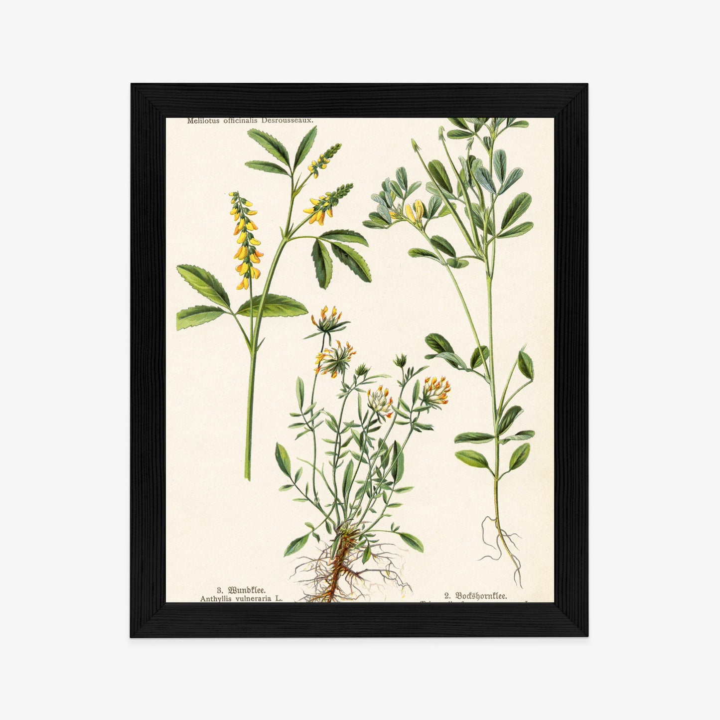 Poster Verschiedene Botanische Pflanzen Rahmen Holz Mit Passepartout Farbe Natürlich