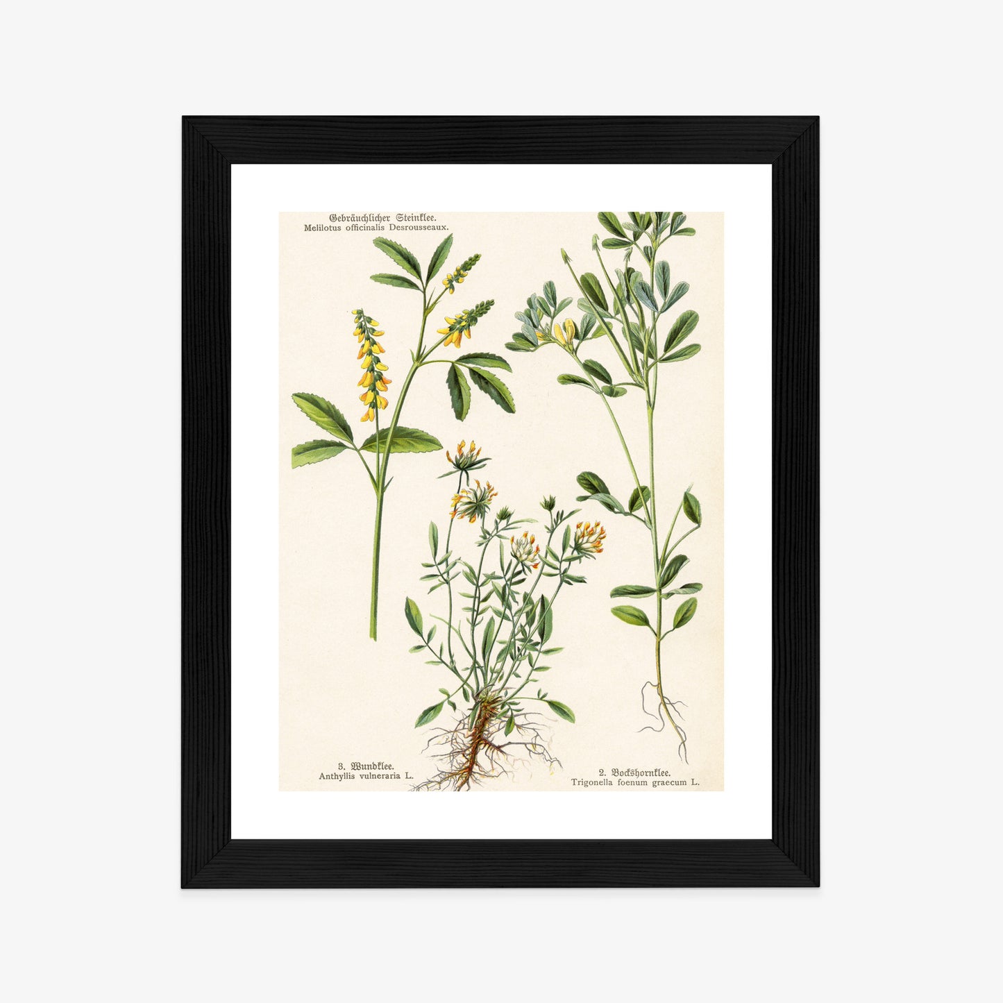 Poster Verschiedene Botanische Pflanzen Rahmen Holz Mit Passepartout Farbe Natürlich