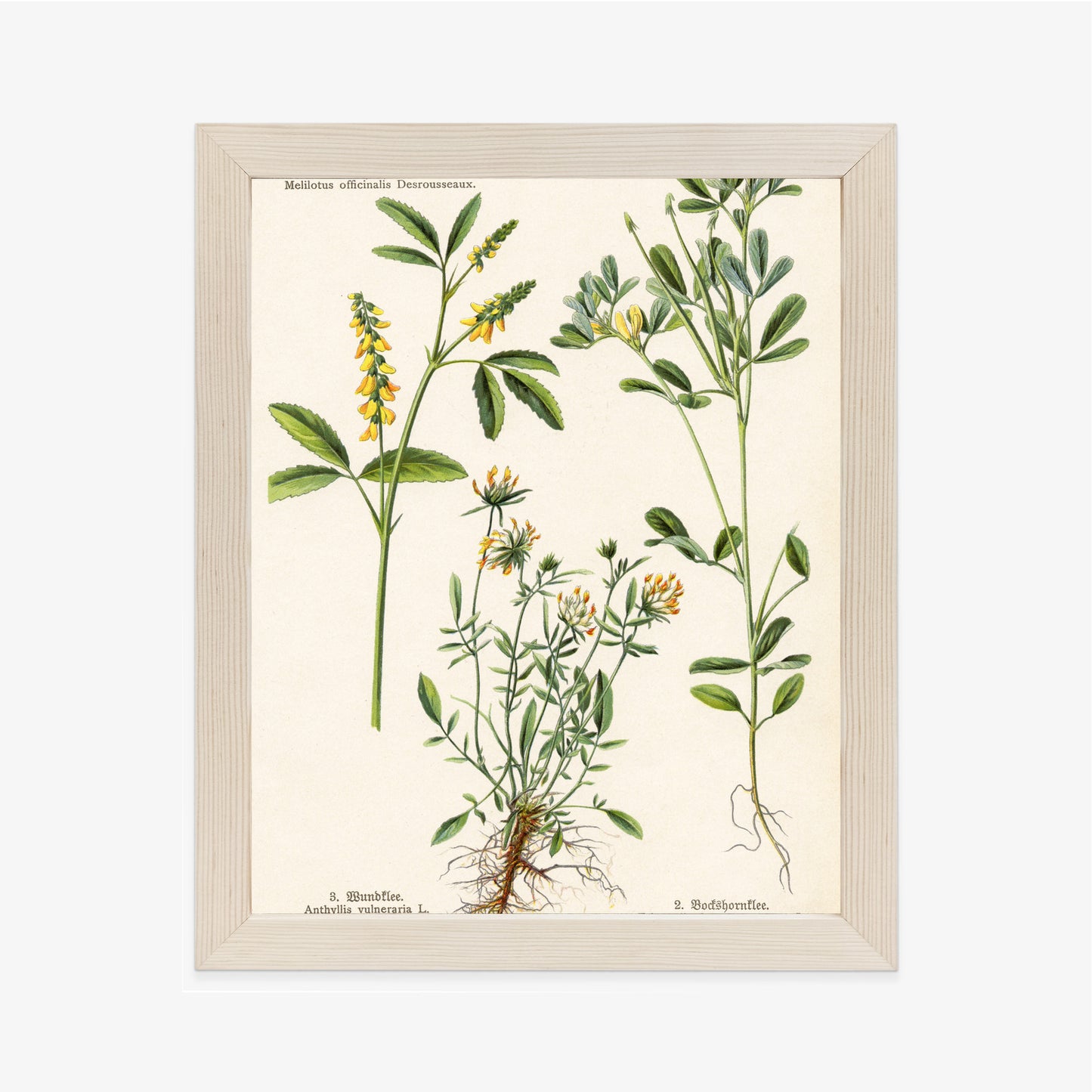 Poster Verschiedene Botanische Pflanzen Rahmen Holz Mit Passepartout Farbe Natürlich