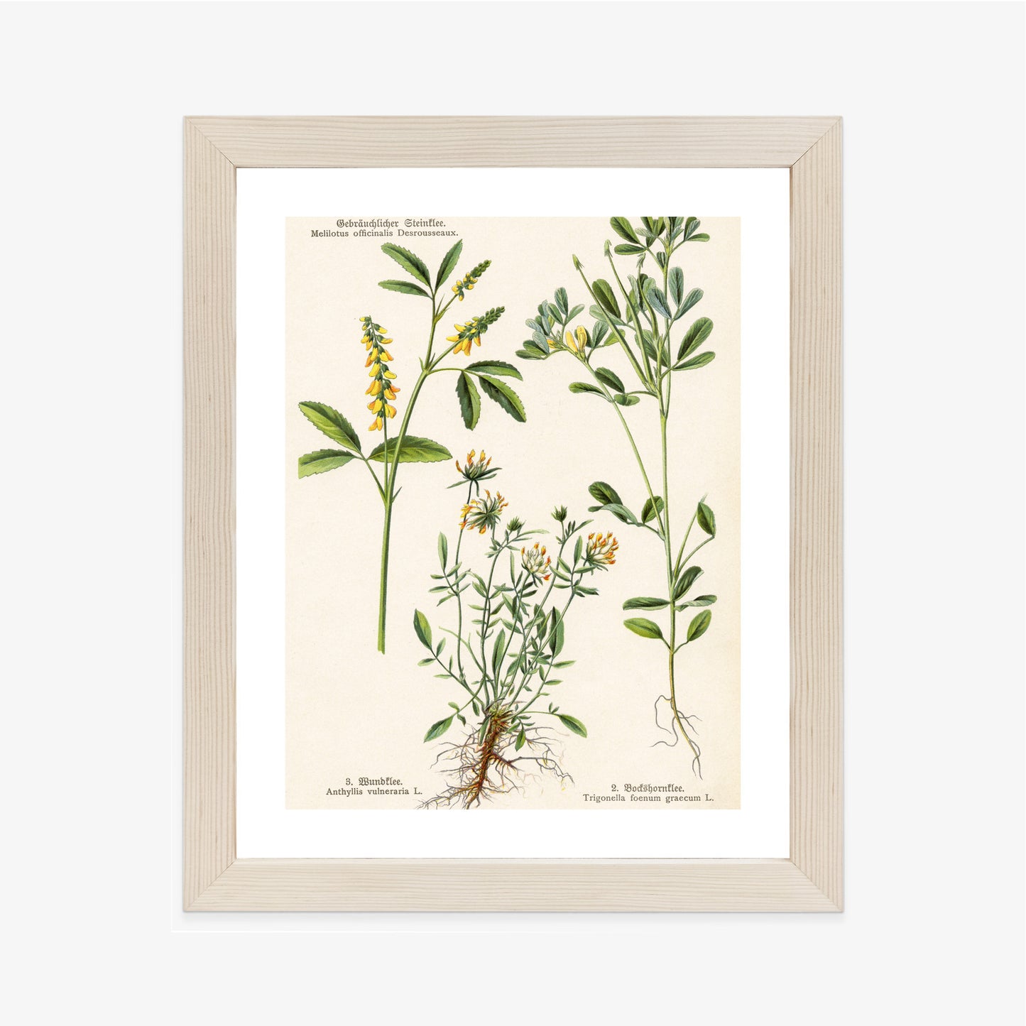 Poster Verschiedene Botanische Pflanzen Rahmen Holz Mit Passepartout Farbe Natürlich