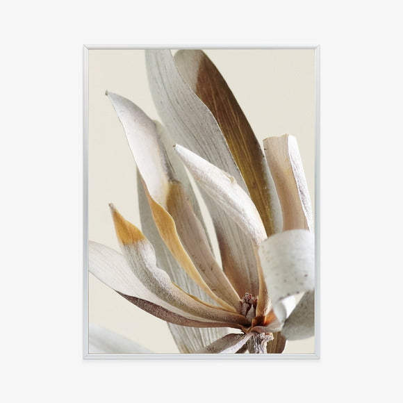 Poster Trockene Protea-Blätter Rahmen Holz Mit Passepartout Farbe Natürlich