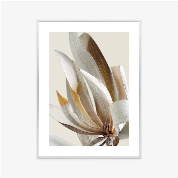 Poster Trockene Protea-Blätter Rahmen Holz Mit Passepartout Farbe Natürlich
