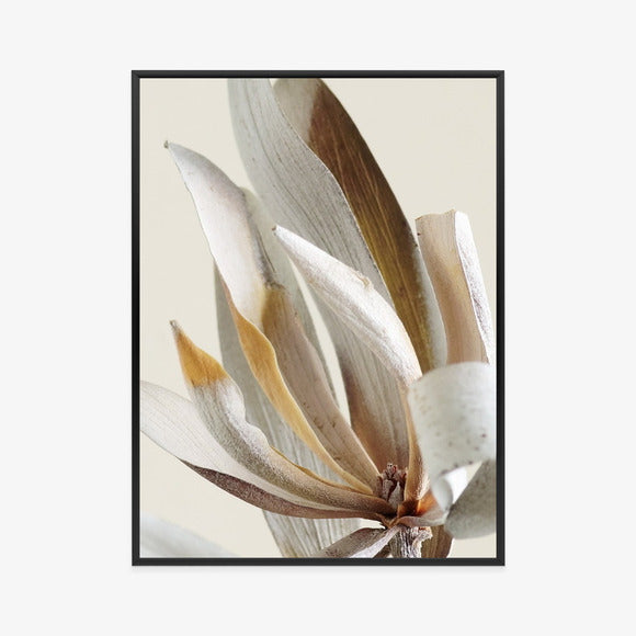 Poster Trockene Protea-Blätter Rahmen Holz Mit Passepartout Farbe Natürlich