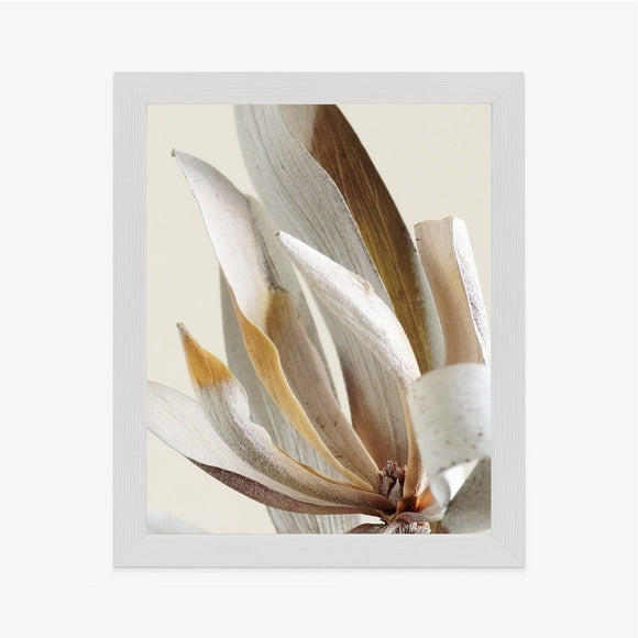 Poster Trockene Protea-Blätter Rahmen Holz Mit Passepartout Farbe Natürlich